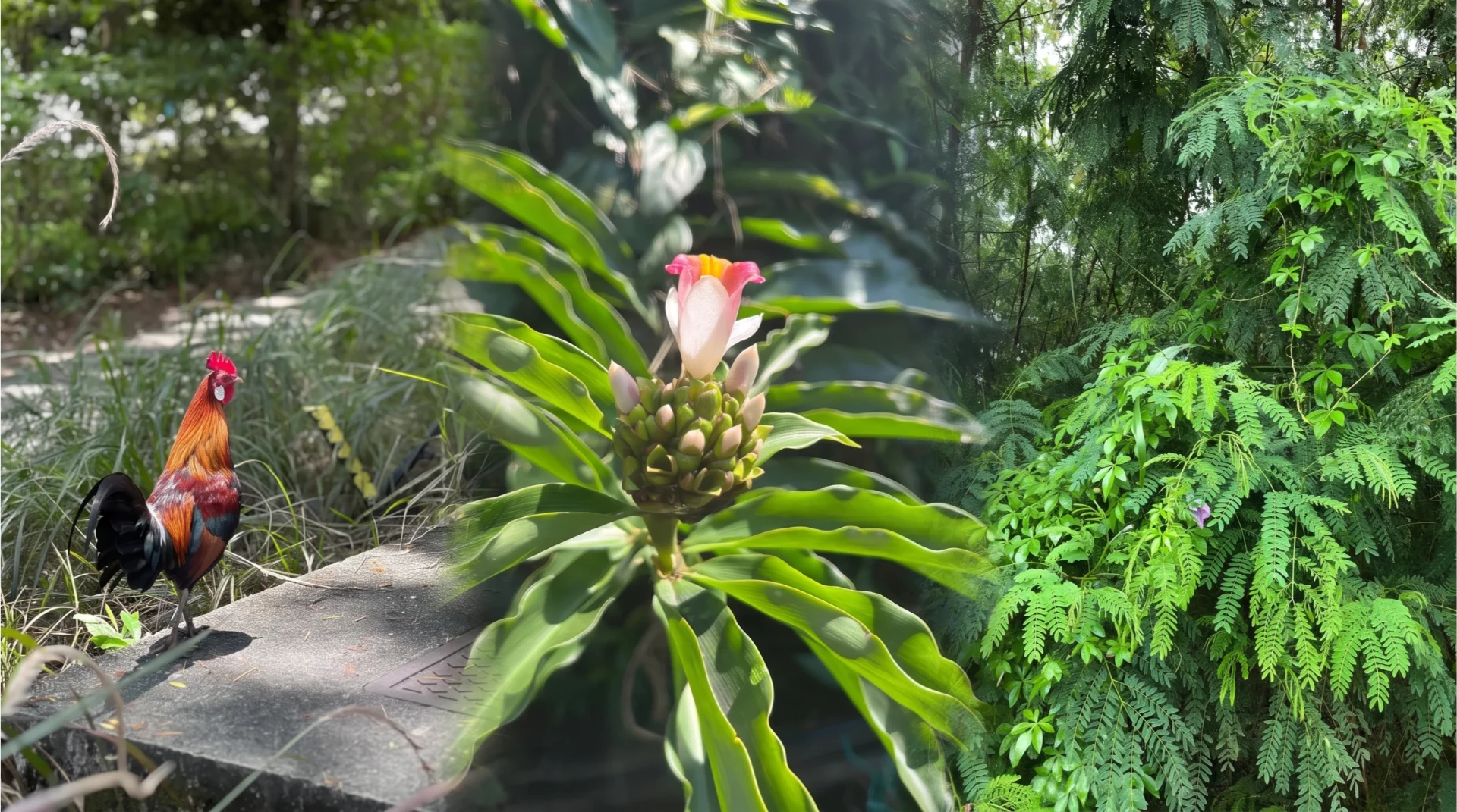 Singapore wildlife and forest flora — a rooster, tropical flower and lush green foliage