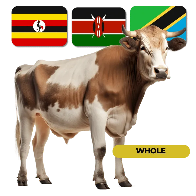 Africa Cattle — Whole