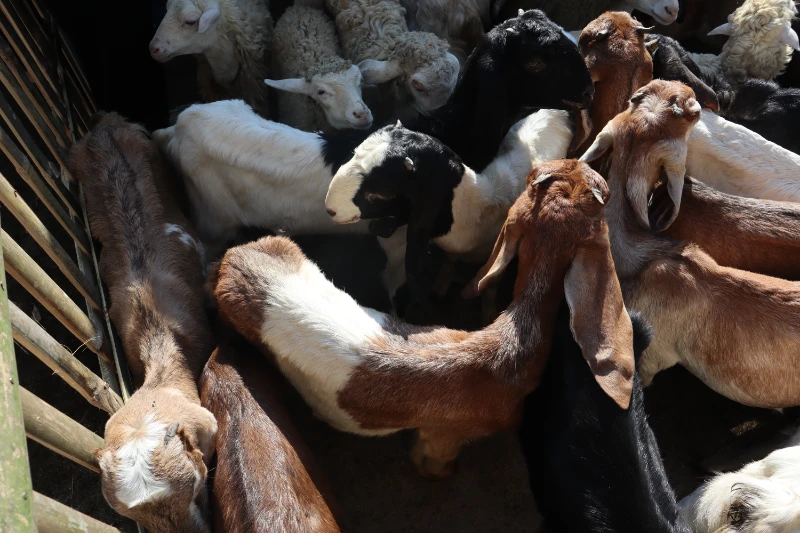 Goats and sheep gathered for Qurban