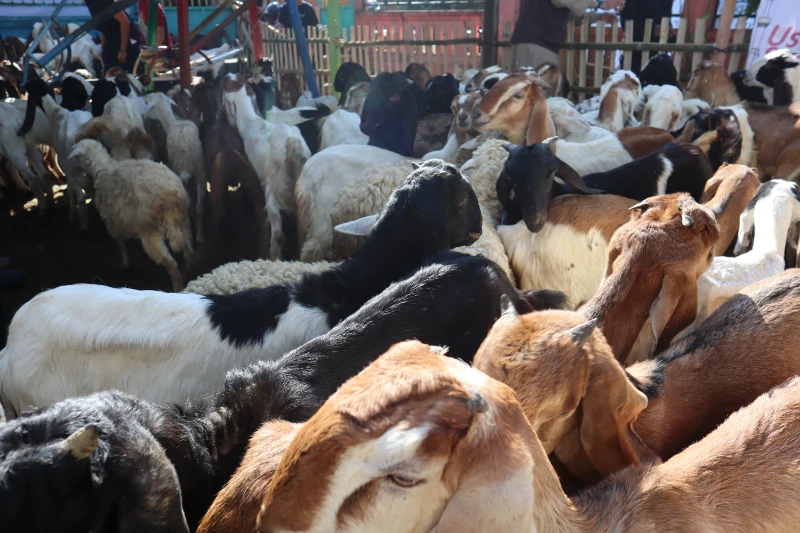 Livestock pen with goats ready for Qurban
