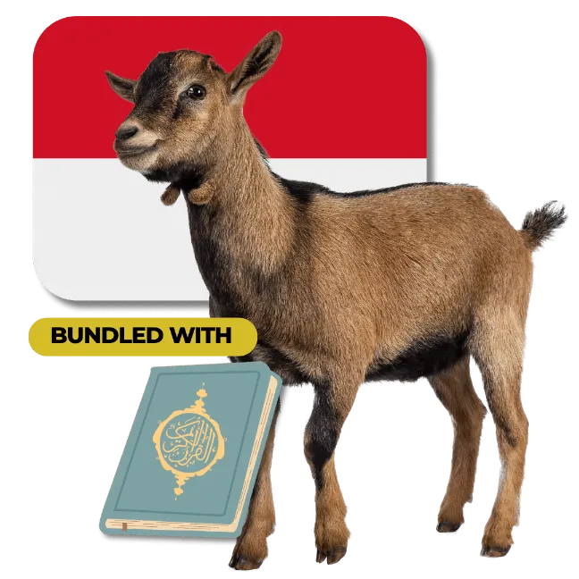 Indonesian Goat + Waqaf a Qur'an