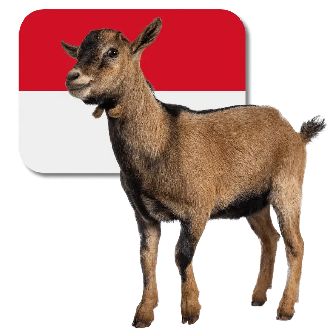 Indonesian Goat