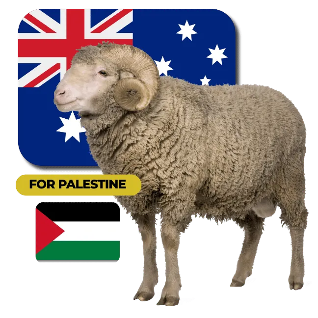 Sheep (Australia → Palestine)