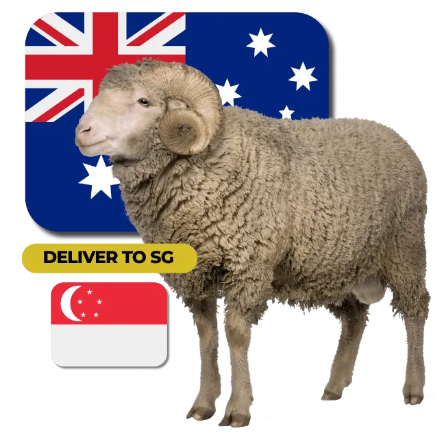 Sheep (Australia → Singapore)