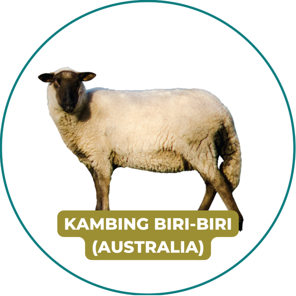 Australian Sheep for Qurban / Korban
